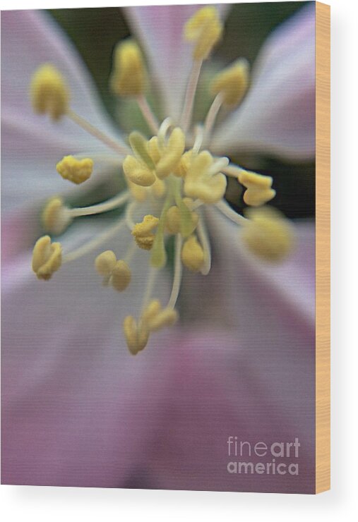 Blooms Wood Print featuring the photograph Space and Time by Joseph Yarbrough