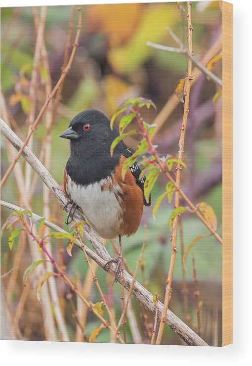 Loree Johnson Photography Wood Print featuring the photograph Spotted Towhee by Loree Johnson