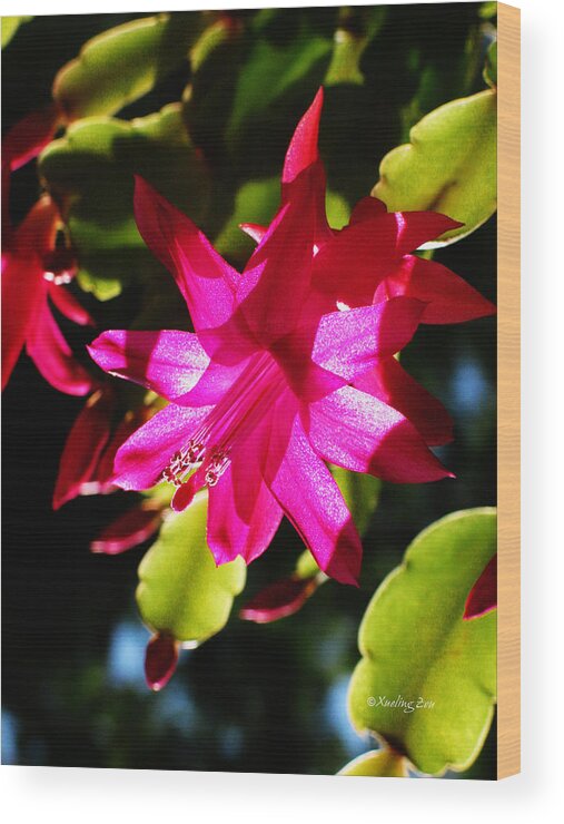 Cactaceae Wood Print featuring the photograph Spring Blossom 15 by Xueling Zou