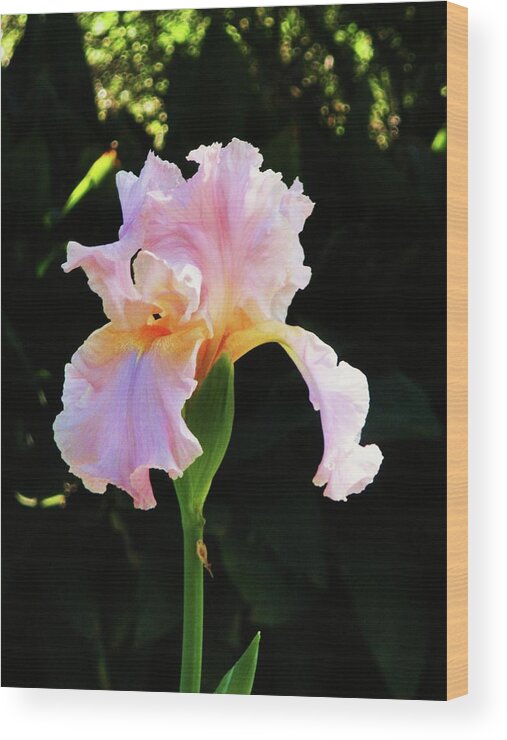 Iris Wood Print featuring the photograph Spring Iris by Jeanette Oberholtzer