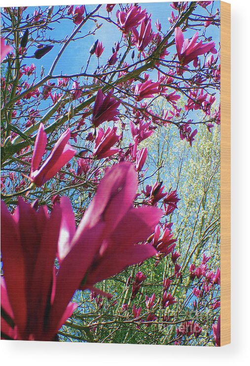 Japanese Magnolia Wood Print featuring the photograph Spring Sky by Nicole Angell