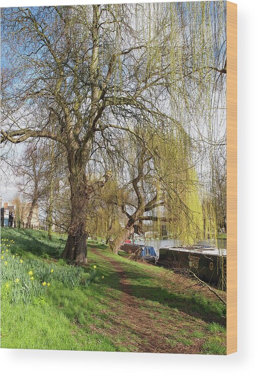 Cambridge River Wood Print featuring the photograph Spring Sunshine on Cambridge Riverbank by Gill Billington