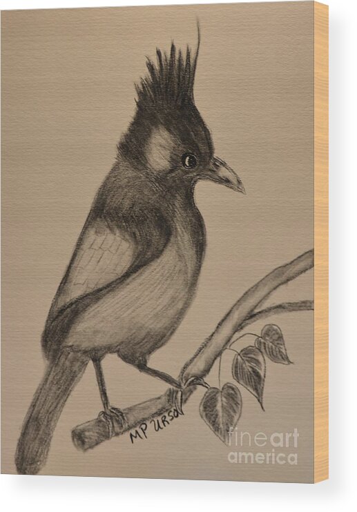 Stellar's Jay - Charcoal Wood Print featuring the drawing Stellar's Jay - Charcoal by Maria Urso