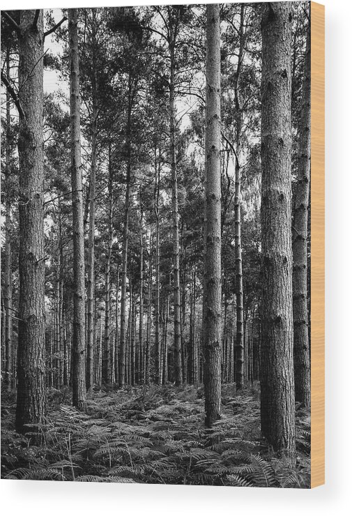 Trees Wood Print featuring the photograph Straight Up by Nick Bywater