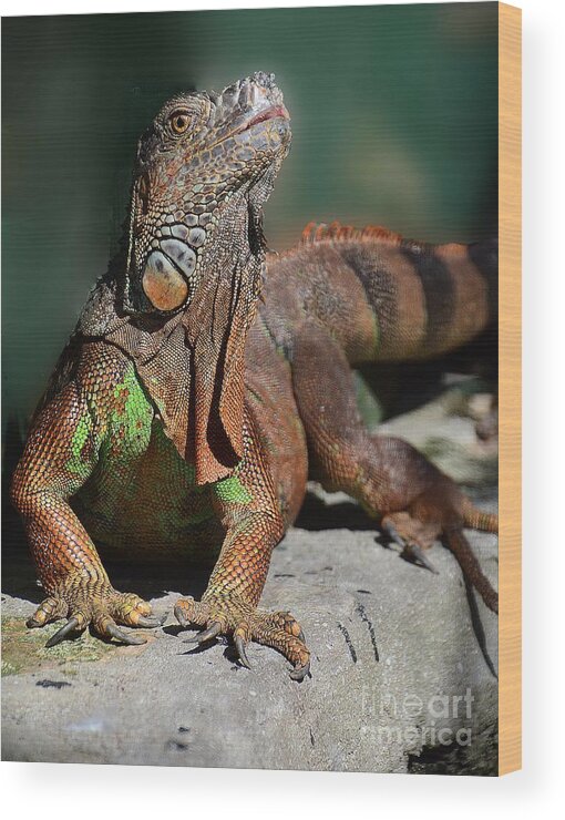 Iguana Wood Print featuring the photograph Strike a Pose by Cindy Manero