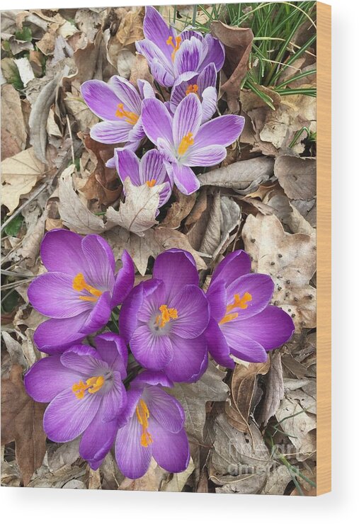 Crocus Wood Print featuring the painting Striped Beauty and Purple Sensation Crocuses by Rand Burns