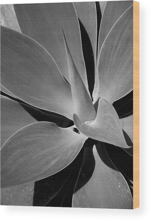 Succulents Wood Print featuring the photograph Succulent in Black and White by Karen Nicholson
