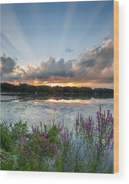New England Wood Print featuring the photograph Summer Rays by Bryan Bzdula