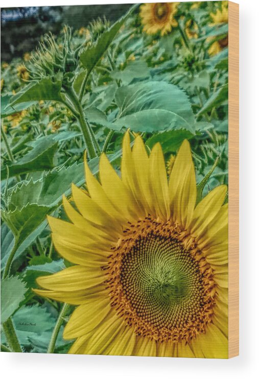 Sunflower Wood Print featuring the photograph Sunflower Field by ChelleAnne Paradis