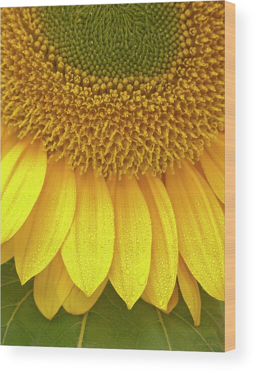 Sunflower Wood Print featuring the photograph Sunflower Up Close by Wim Lanclus