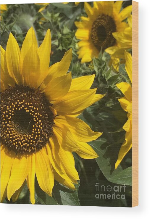 Happy Sunflowers Wood Print featuring the photograph Sunflowers by Jacklyn Duryea Fraizer