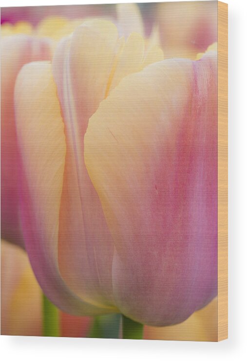 Beauty Wood Print featuring the photograph Sweet Sherbet by Eggers Photography