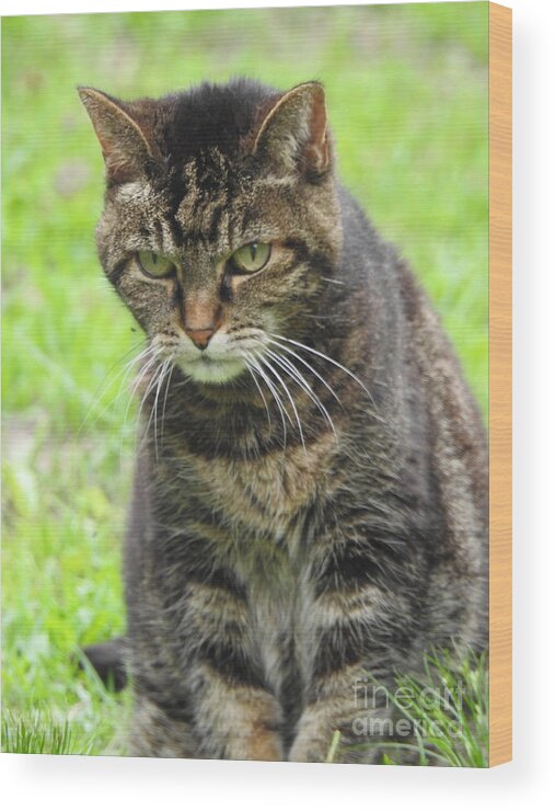 Cat Lover Wood Print featuring the photograph Tabby Cat by Eunice Miller