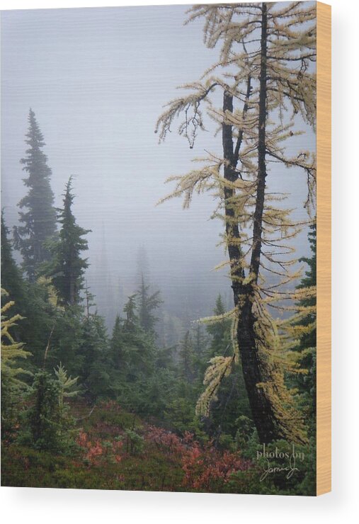 Tree Wood Print featuring the photograph Tamarack by Jamie Johnson