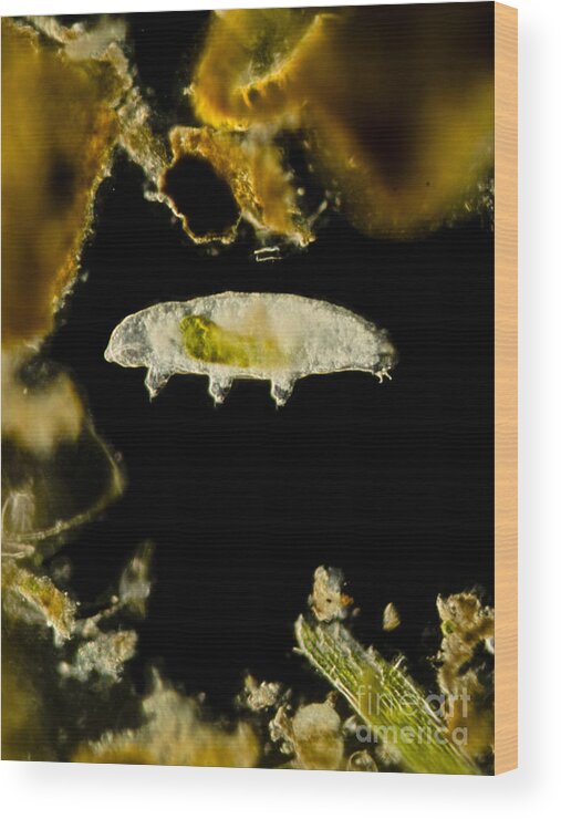 Science Wood Print featuring the photograph Tardigrade, Or Water Bear, Lm by Ruben Duro