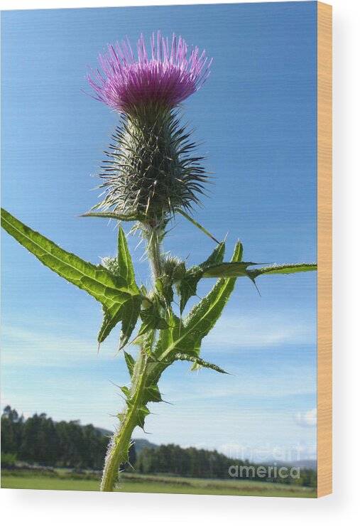 Spear Plume Thistle Wood Print featuring the photograph The Flower of Scotland by Phil Banks