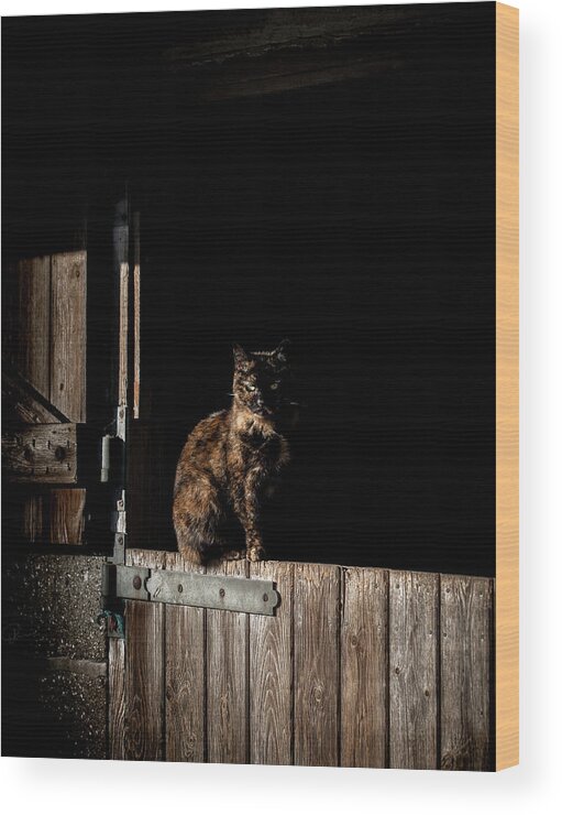 Cat Wood Print featuring the photograph The Rat Catcher by Paul Neville