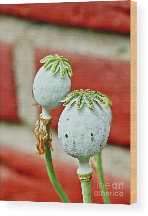 Poppy Wood Print featuring the photograph They Are Sad by Elisabeth Derichs