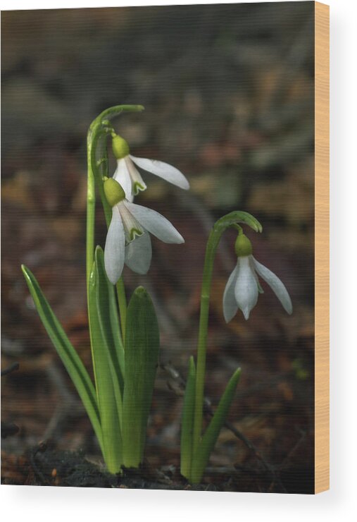 Snowdrop Wood Print featuring the photograph Three snowdrop flowers by Alexey Kljatov