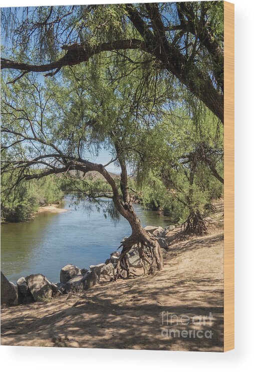 Arizona Wood Print featuring the photograph Tiptoeing by Kathy McClure