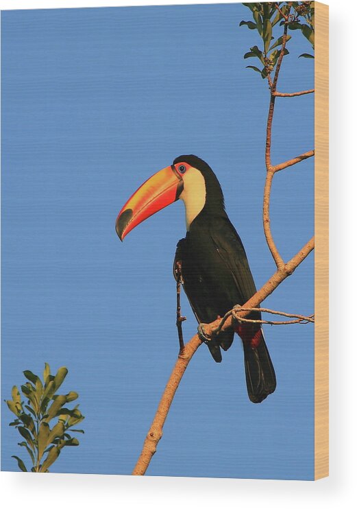 Toco Toucan Wood Print featuring the photograph Toco Toucan by Bruce J Robinson