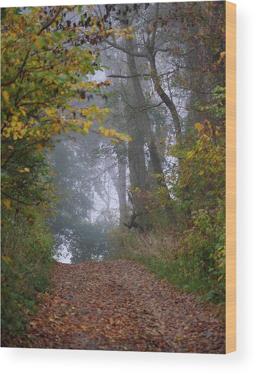 Landscape Wood Print featuring the photograph Trail in Morning Mist by Paul Ross