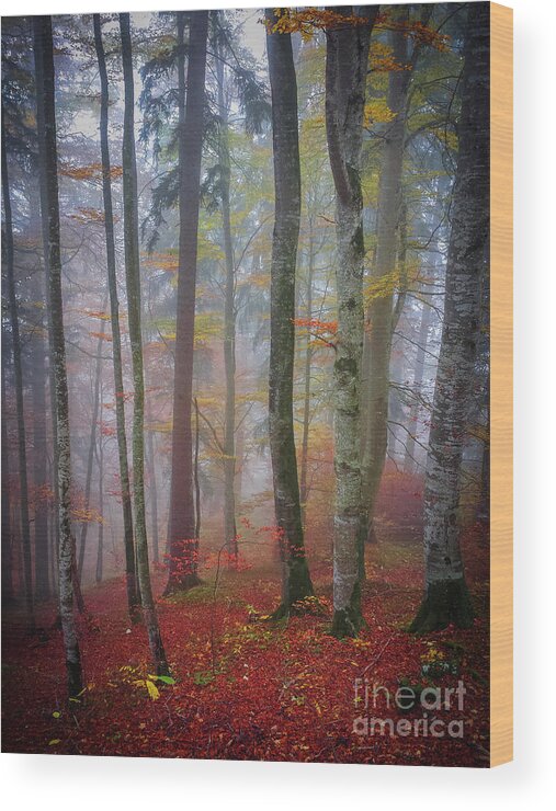 Forest Wood Print featuring the photograph Tree trunks in fog by Elena Elisseeva