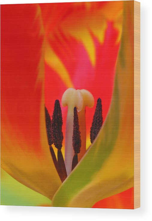 Tulip Wood Print featuring the photograph Tulip Intimate by Juergen Roth