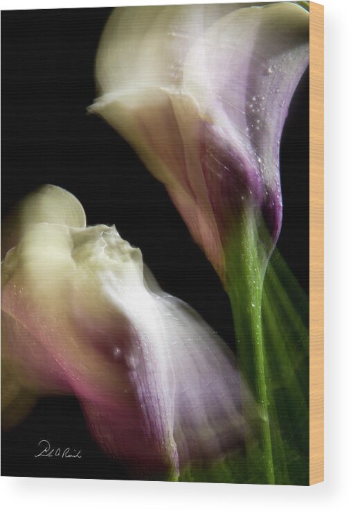 Color Wood Print featuring the photograph Twisting Cala Lily Two by Frederic A Reinecke