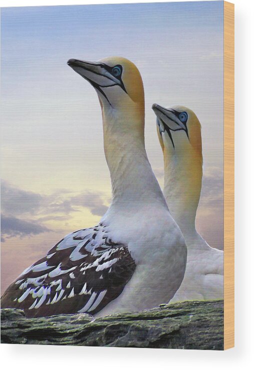 Gannets Wood Print featuring the photograph Two Gannets by Lynn Bolt