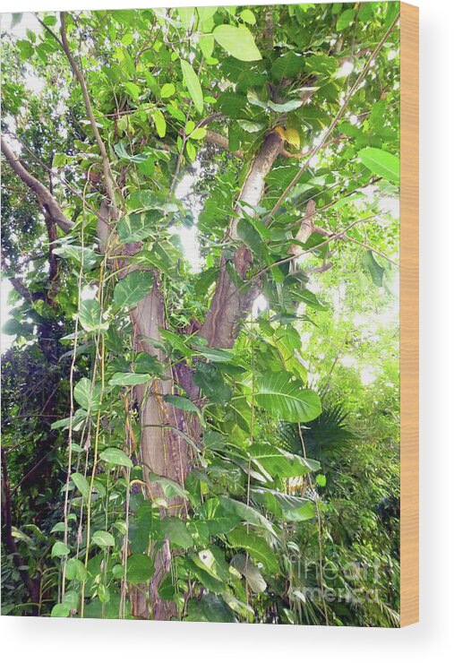 Tree Wood Print featuring the photograph Under a Tropical Tree with Vines by Francesca Mackenney