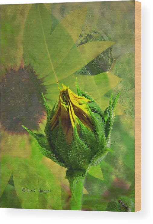 Sunflower Wood Print featuring the digital art Unfolding Sunflower by Kae Cheatham