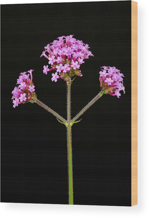 Pink Wood Print featuring the photograph Verbena by Mark Llewellyn
