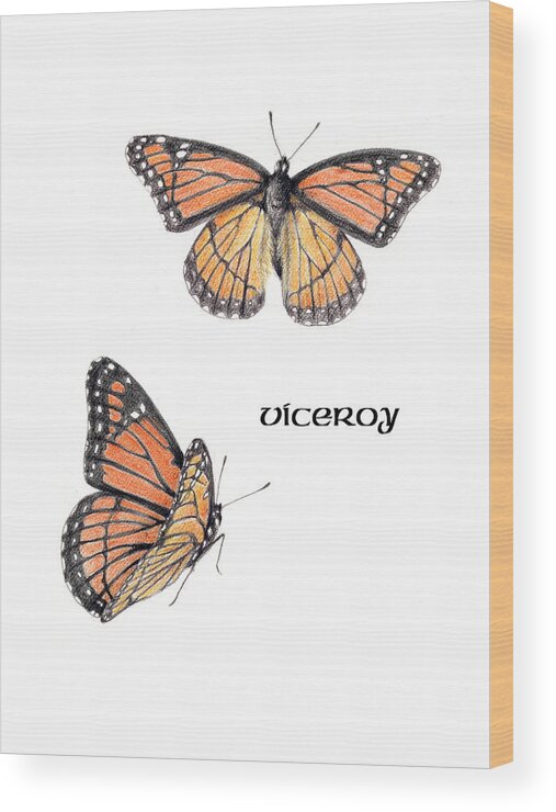 Viceroy Wood Print featuring the drawing Viceroy Butterfly by Betsy Gray