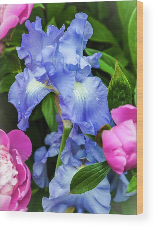 5dii Wood Print featuring the photograph Victoria Falls Iris by Mark Mille