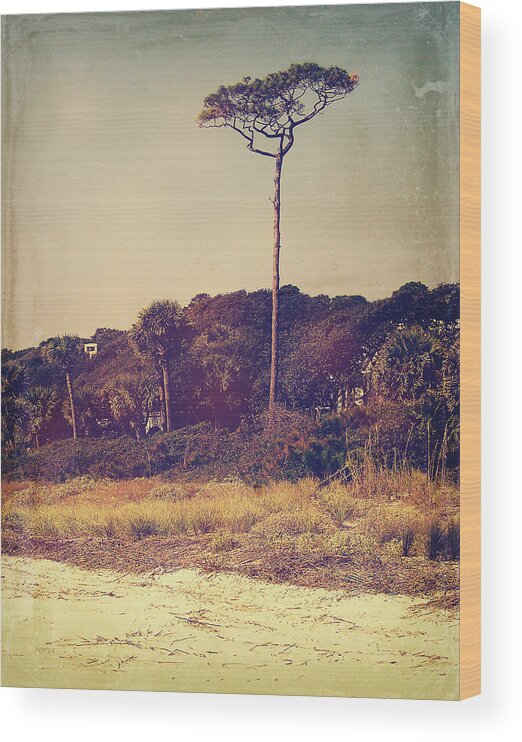 South Carolina Wood Print featuring the photograph Vintage South Carolina Pine Tree by Phil Perkins