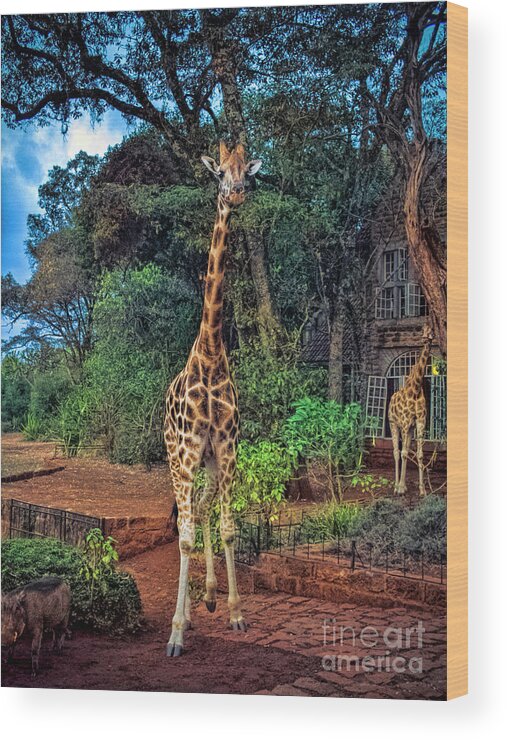 Giraffe Wood Print featuring the photograph Welcome to Giraffe Manor by Karen Lewis