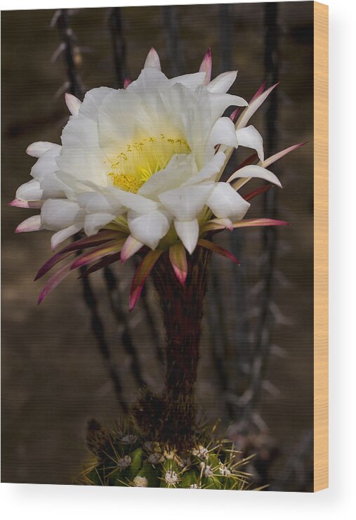 Jean Noren Wood Print featuring the photograph White Cactus Fower by Jean Noren