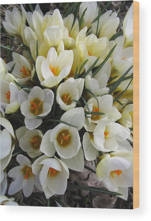 Spring Wood Print featuring the photograph White Crocus by Laura Davis