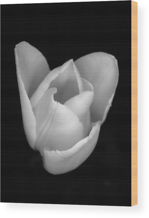 Flower Wood Print featuring the photograph White Crown by Thomas Pipia