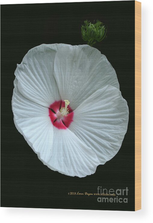 White Wood Print featuring the digital art White Hibisci #18 by EGiclee Digital Prints