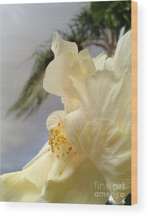 Hibiscus Wood Print featuring the photograph White Hibiscus by Clay Cofer