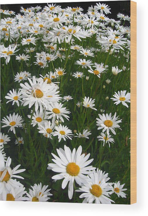 Wild Wood Print featuring the photograph Wild Daisies by Dorothy Cunningham
