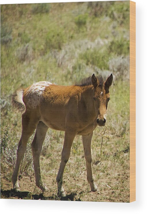 Horses Wood Print featuring the photograph Wild Mustang Appaloosa Foal by Waterdancer 