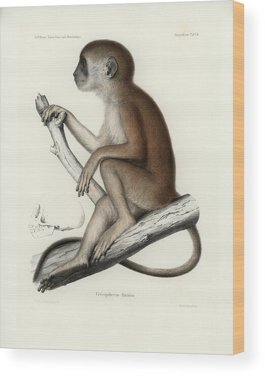 Yellow Baboon Wood Print featuring the drawing Yellow Baboon, Papio cynocephalus by J D L Franz Wagner