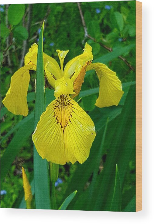 Lupins Wood Print featuring the photograph Yellow Iris by Michael Graham