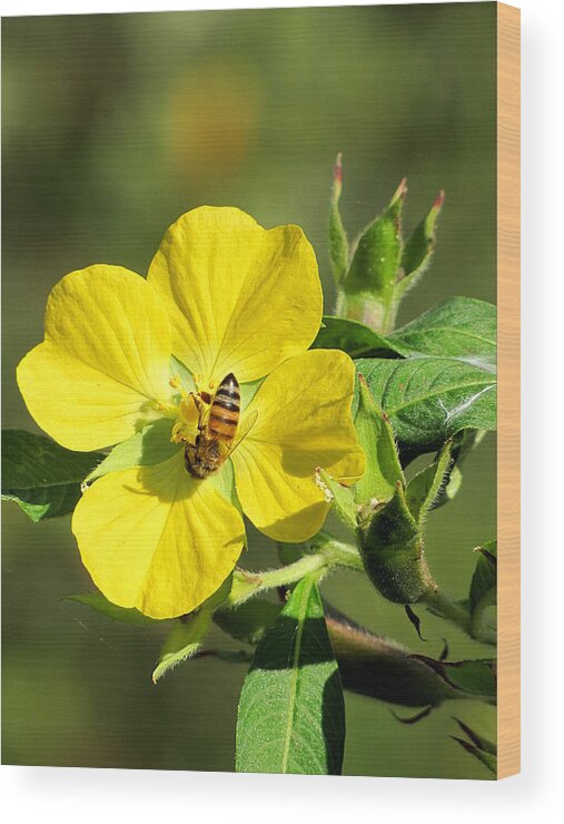 Yellow Evening-primrose Wood Print featuring the photograph Yellow Primrose and Honey Bee 000 by Christopher Mercer