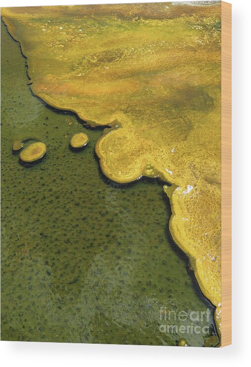 Ausra Huntington Wood Print featuring the photograph Yellowstone Art. Yellow and Green by Ausra Huntington nee Paulauskaite