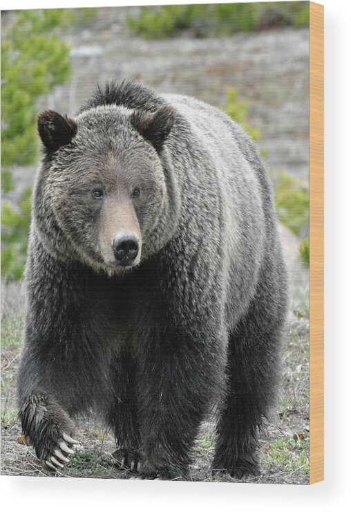 Yellowstone Wood Print featuring the photograph Yellowstone Grizzly With Claws by Bruce Gourley