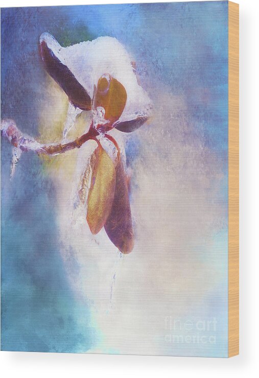 Snow Wood Print featuring the photograph Winter Abstract - Snow and Ice on Rhododendron Leaves by Anita Pollak